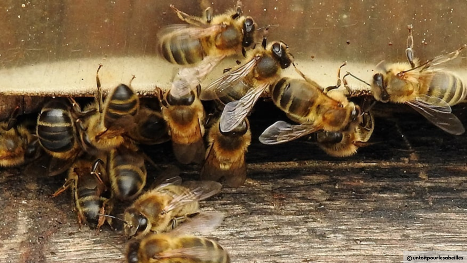La danse des abeilles : comment communiquent-elles