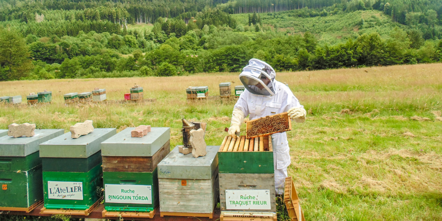 apiculteur abeilles canicule