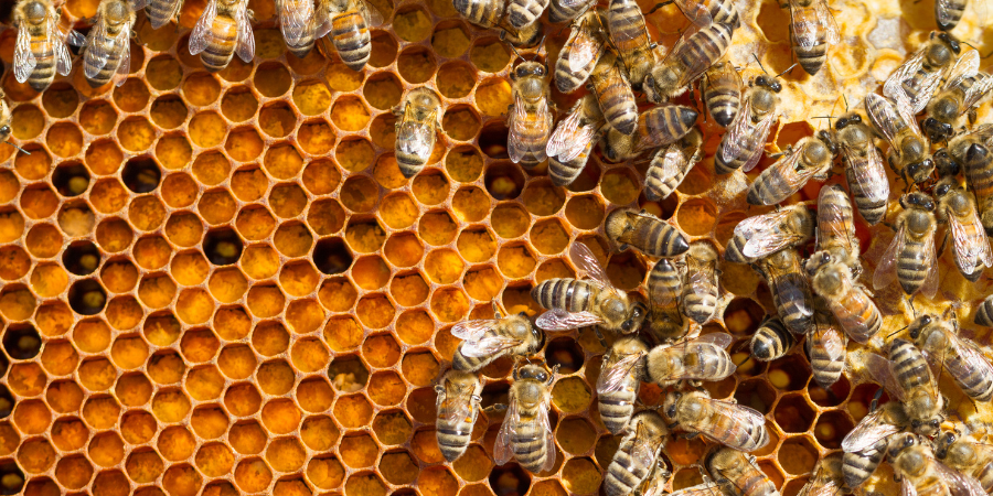 abeilles canicule